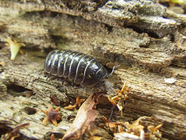 じっくり、びっくり!ダンゴムシ