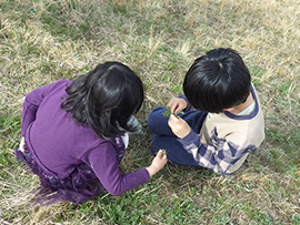 自然素材でお茶を作ろう~ヨモギ編~