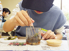 コケを知ろう!コケ観察とコケリウム