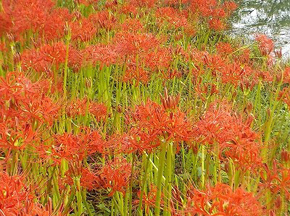 真っ赤な花が鮮やかヒガンバナ