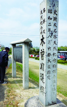 木曽川堤のサクラは国指定の文化財