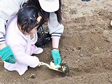 「日本のタンポポを植えよう」