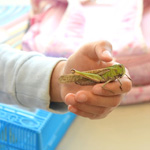 木の実や秋の生き物をみつけよう