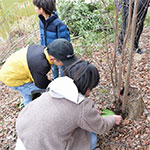 春の七草をみつけよう