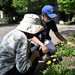 春の野草を知ろう