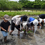 堀田で田植え体験