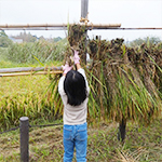 堀田で稲刈り体験