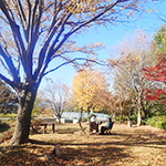 紅葉ミニガイド