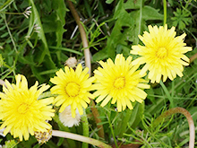 自然体験｢タンポポミニガイド｣