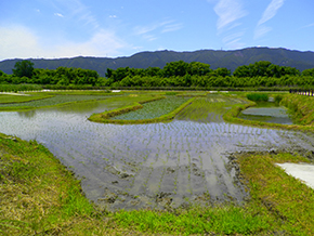 堀田