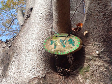 自然体験～公園の木に名札を作ろう