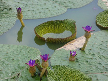 企画展絶滅危惧種オニバスの生態と保全