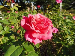 鶴舞公園