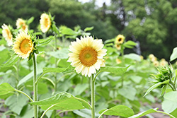荒子川公園