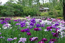 徳川園