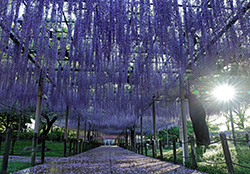 曼陀羅時公園