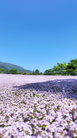 養老公園