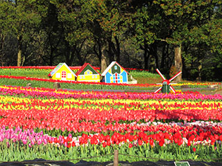 チューリップ花壇