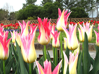 チューリップ　混植