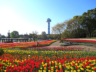 チューリップ花壇