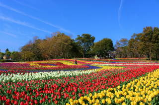 チューリップ花壇