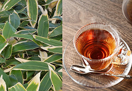 野草でお茶を作ろう~クマザサ編~