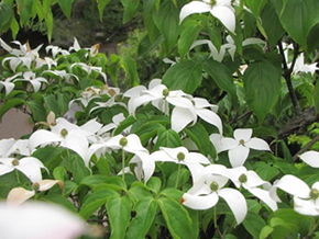 ヤマボウシの花