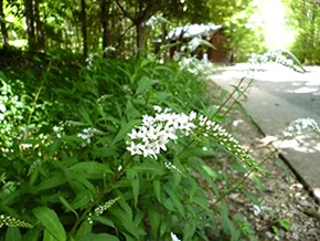 根元から徐々に花を咲かせていきます。