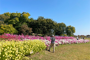 花修景等