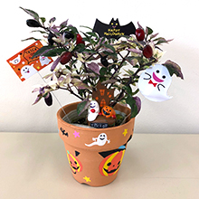 カラフルとうがらしのハロウィンポット作り