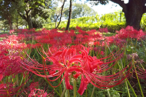 花修景等