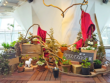 クリスマスローズ展