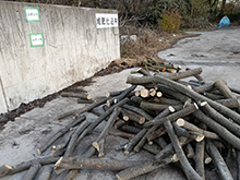 丸太の無料配布