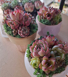 LOVE　BOTANICALS～多肉植物の世界～