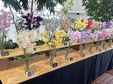 ガーベラ＆スイートピー展