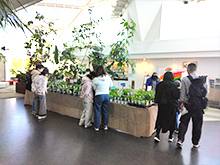 ハーブ苗販売会（臨時売店）