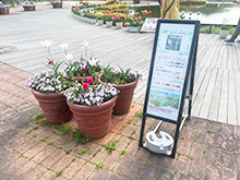 春のクイズラリー