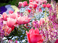 フラワースナップ