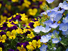 フラワースナップ