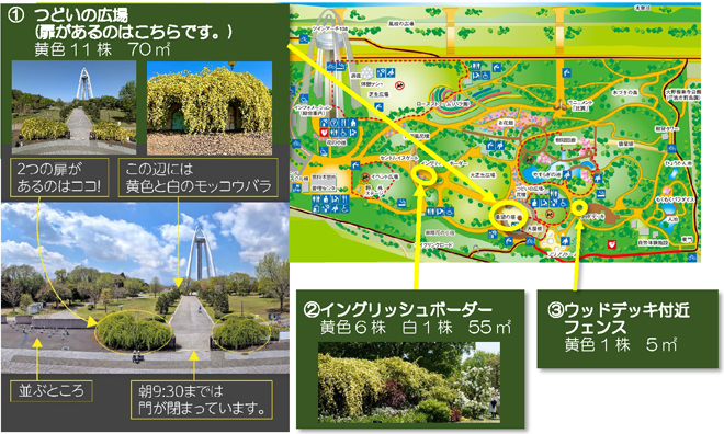 モッコウバラ マップ