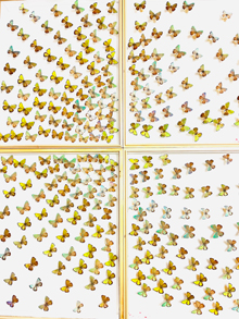 アートする昆虫展　～虫どきッ！？～