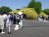 モッコウバラのフォトスポット