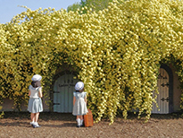 モッコウバラのフォトスポット