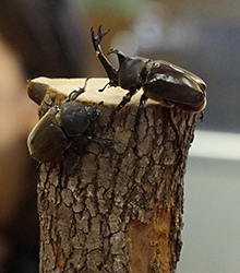 カブトムシ競技会