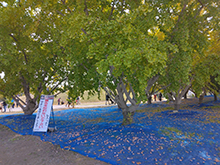 そぶえイチョウ黄葉まつり