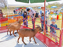 ふれあい動物園