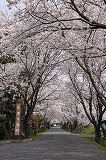 桜まつり