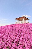 芝桜まつり