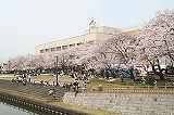 さくらまつり
