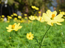 キバナコスモスの花畑